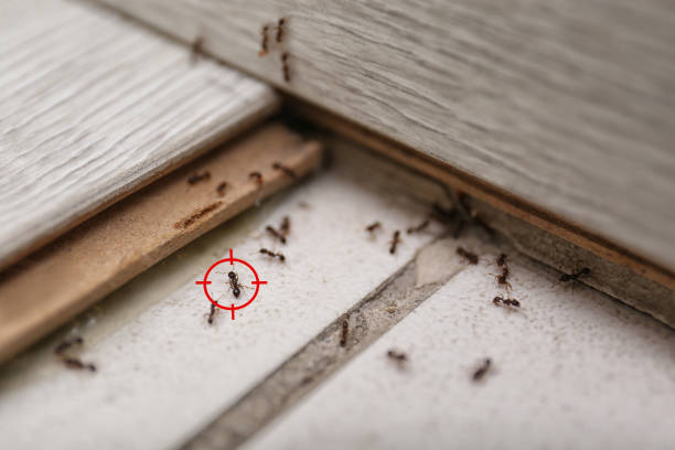 Best Commercial Pest Control Services  in Roan Mountain, TN