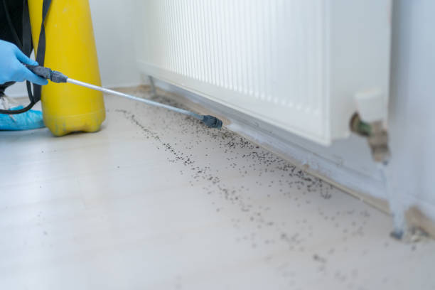 Best Ant Control Services  in Roan Mountain, TN